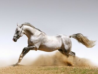 Running Horse Wallpaper White Horses For Desktop