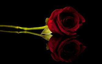 Flowers Roses Black Background Red Rose Wallpaper Nature