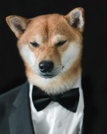 On Yaaaaaaaa In Shiba Inu Photo