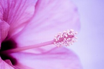 Pink Hibiscus Flower