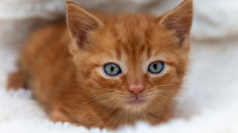 Cute Cat HD Wallpaper 4k