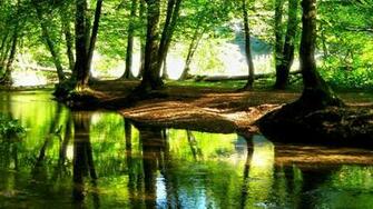 Forest Wallpaper