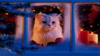 Cute Christmas Cat HD Wallpaper For iPhone