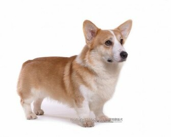 Corgi Dogs And Pembroke Welsh Puppies No Wallpaper