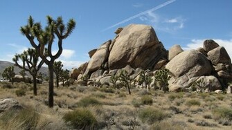 Joshua Tree National Park Wallpaper Sfondi Id