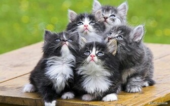 Animal Wallpaper Cute Animals