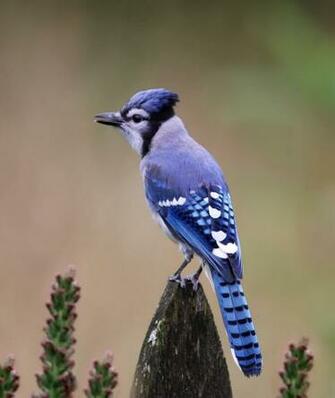 The Blue Jay Canadian Lovely Bird Basic Facts Information Beauty