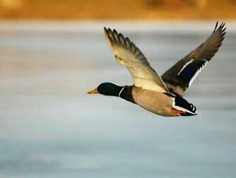 Duck Flying Screensaver Screensavers