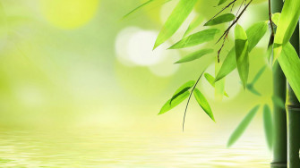 HD Bamboo Wallpaper