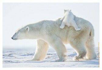 Beautiful Wallpaper Polar Bear