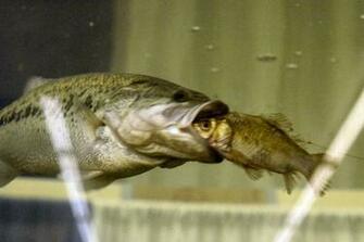 Largemouth Bass Desktop Wallpaper Fond D Cran