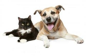 Cat And Dog Wallpaper High Quality