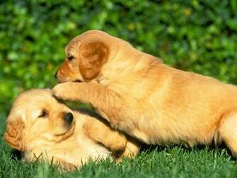 Puppy Power Wallpaper HD