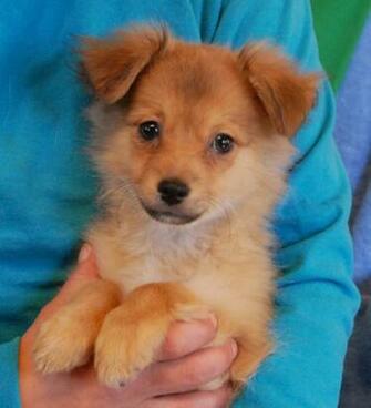 Best Spca Wallpaper Aspca