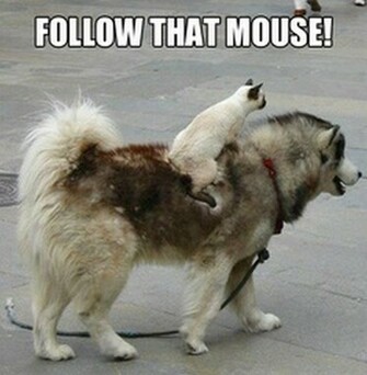 Lol Cats Pics