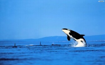 Killer Whale Wallpaper
