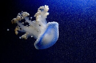 Animal Jellyfish Wallpaper