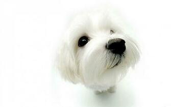 Dog Animals Wallpaper Android Phones Cool