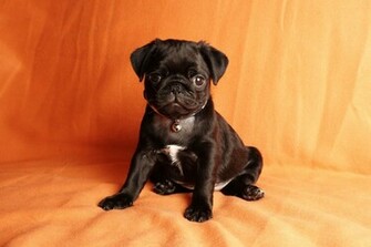 Black Pug Wallpaper