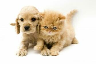 Cat And Dog Wallpaper High Quality