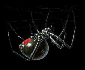 Black Widow Spider Image Picture Graphic