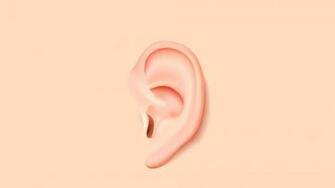 Ears Grown From Apples The Promise Of Plants For Engineering