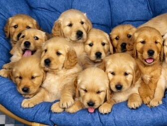 Labrador Retriever Wallpaper Animal Planet HD
