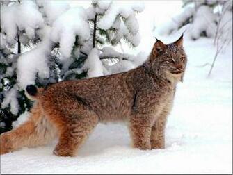 Bobcat Wallpaper Background