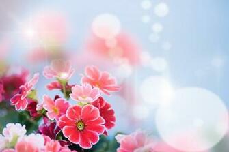 Floral Wallpaper Flowers Photo