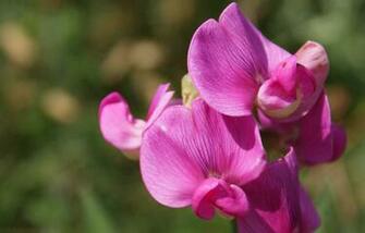 Sweet Pea Flower Wallpaper For Computer Bigwol