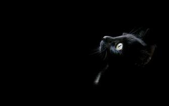 Cats Animals Black Cat Wallpaper High Quality