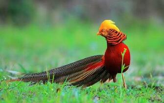 Golden Pheasant Computer Wallpaper Desktop Background