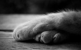 Cat Paws Wallpaper