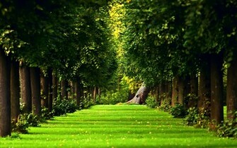 Beautiful Green Forest Wallpaper Desktop With
