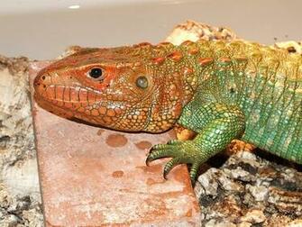 Photo Alligator Lizard Reptile Image