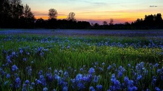 Blue Wildflowers Wallpaper Flower