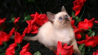 Red Rose HD Wallpaper On Valentines Day Online Quotes Gallery