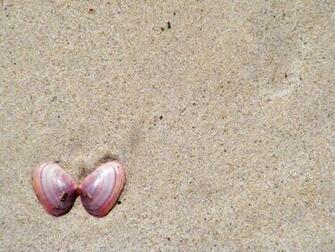 HD Wallpaper Sea Shells X Kb Jpeg
