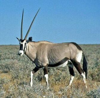 Oryx Background Colorful