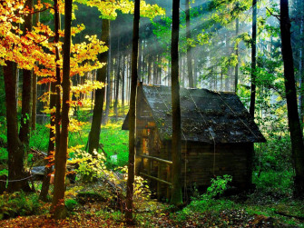 Wood House Wallpaper