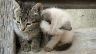 Cats Desktop Pc And Mac Wallpaper