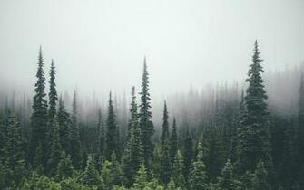 Tree Line Wallpaper
