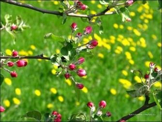 Wallpaper Apple Tree Blossom Background