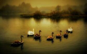 Ducks Wallpaper Photo And All