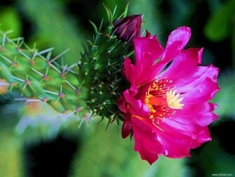 Wallpaper Background Fresh Flowers Desktop Virtual