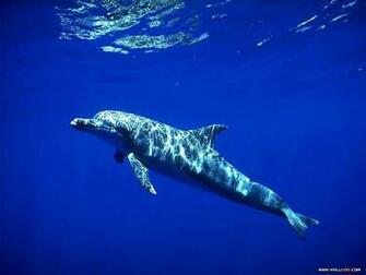 Blue Ocean Wallpaper Animals Wallpaper64 Wallcoo Net