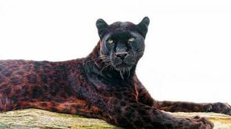 Black Cheetah Background