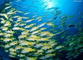 Descargar Imagen Fish Wallpaper E HD Widescreen Gratis