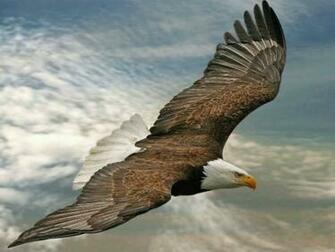 Flying Eagle One HD Wallpaper Pictures Background