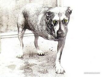 Alice In Chains High Quality Wallpaper This